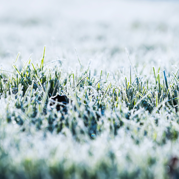 Przygotuj swój trawnik na zimę zgodnie z naturą!